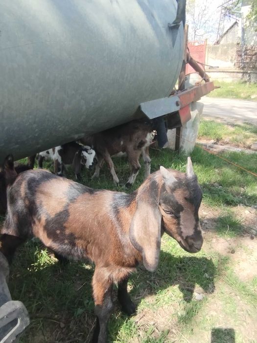 Vând capra cu lapte