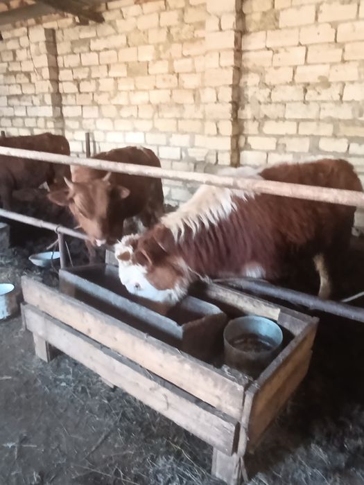 Баспақ сатылады.