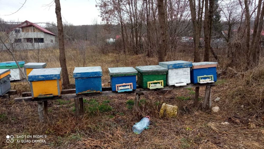 Familii de stupi+cuti+cat