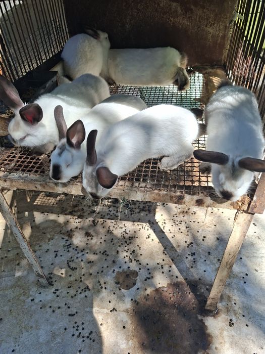 Продавам зайци Цика Калифорниици и Кръстоска Цика с великан