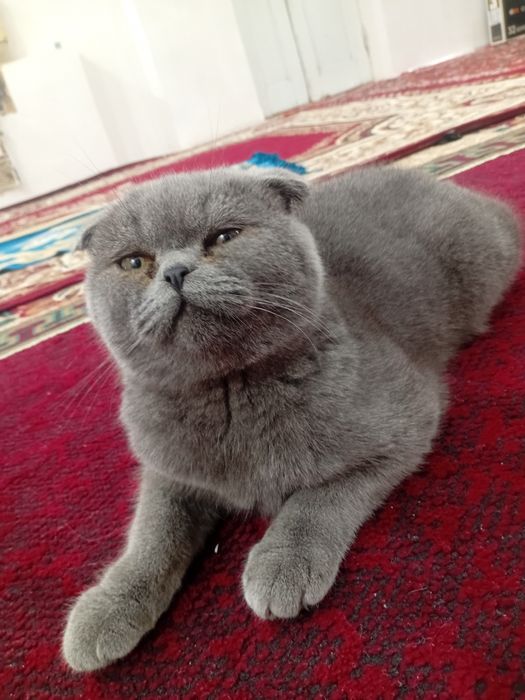 Scottish fold garantiya beriladi