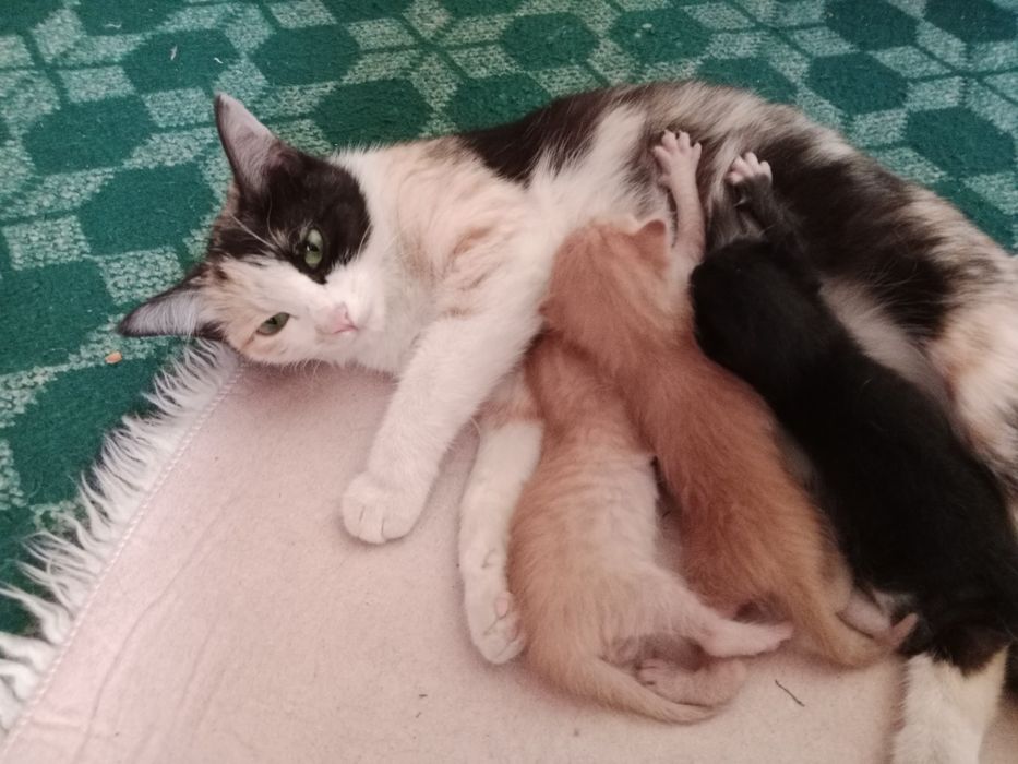 Hadiyaga bermohchiman