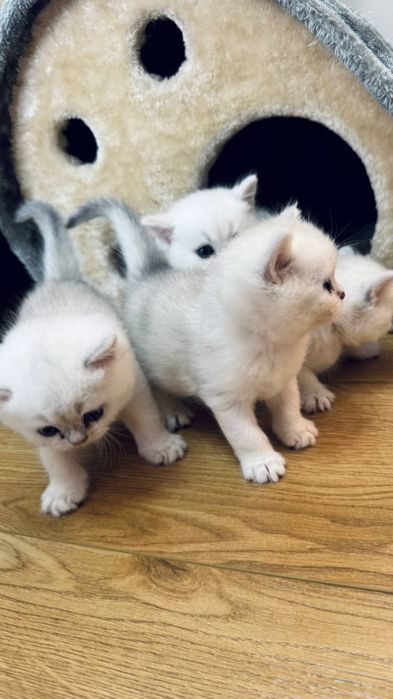 Британская серебристая шиншилла