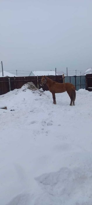 Продам Кобылку 1,5 года