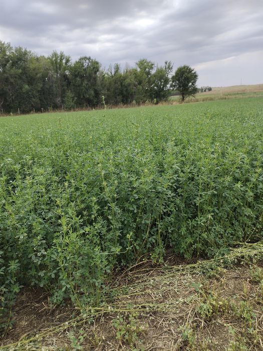 Жонышка клевер люцерно