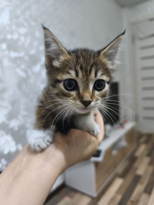 Отдам котенка мальчика в добрые руки