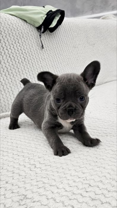 Bulldog Francez Blue