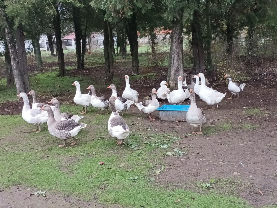 Селски местни гъски