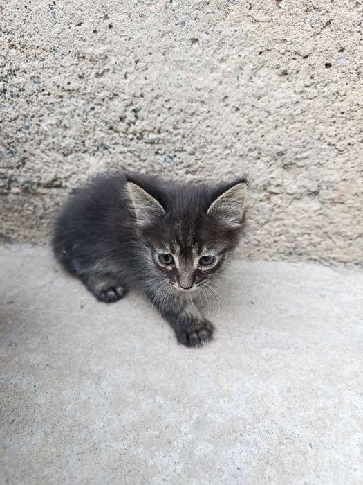 Котята даром, в добрые руки