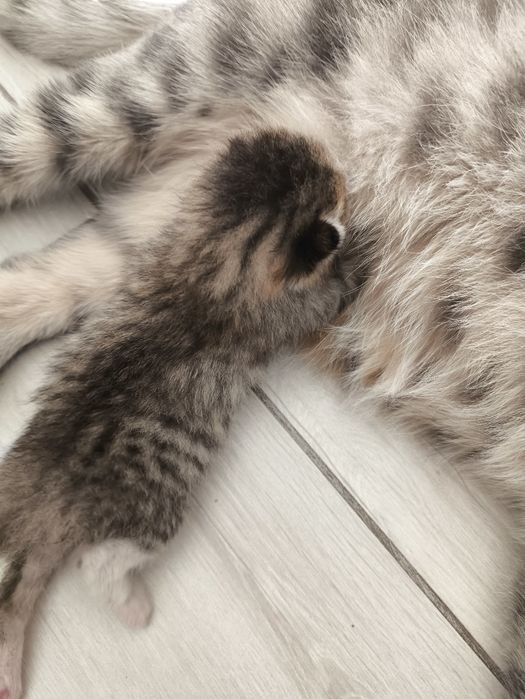 Кошка с новорожденным котятами