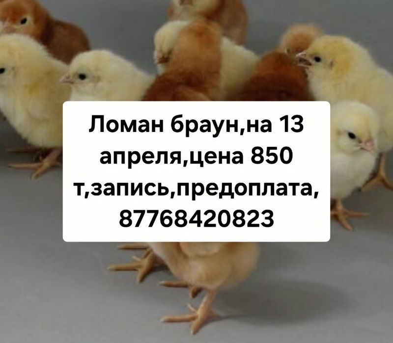 Принимаю заказы цыплят.