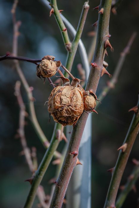 Nikon d80 D-SLR камера