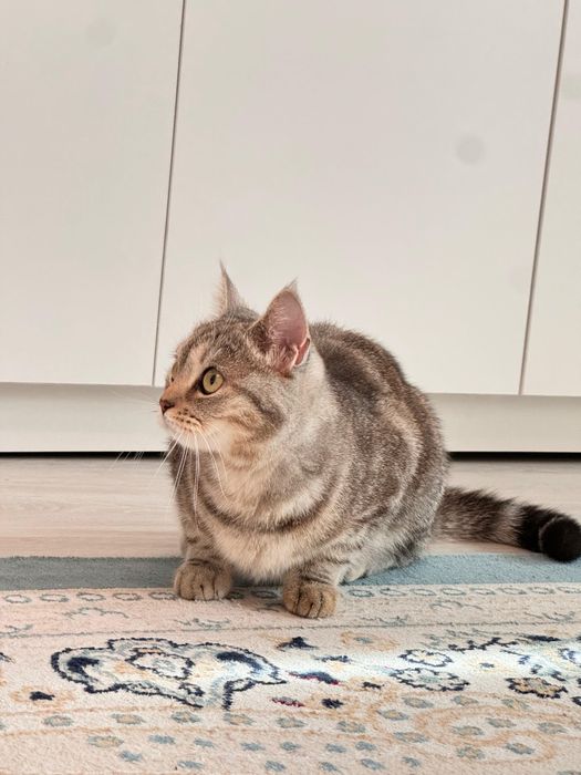 Кошка отдаётся в добрые руки!