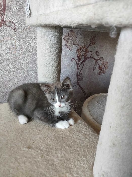 Отдам кисят в добрые руки.