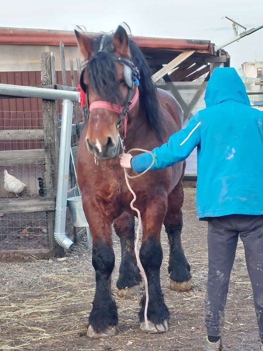 Armăsar de monta și posibilă vânzare