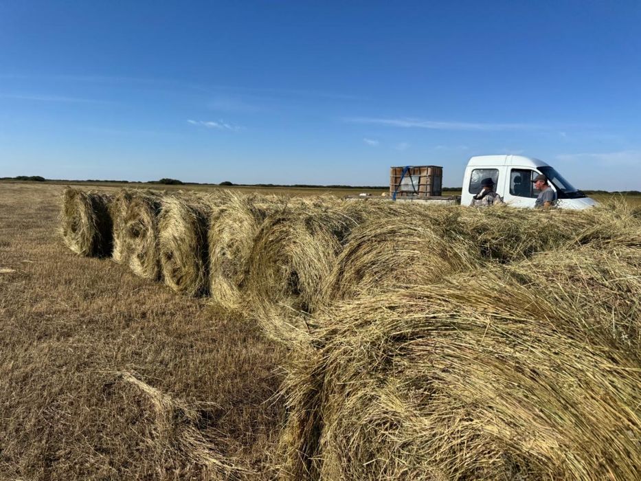 Продам  сено разнотравье, бидайык