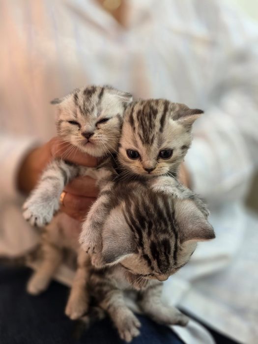 Продам маленькие котята