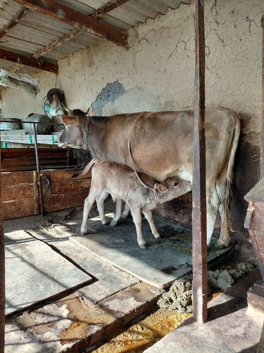 Бызаулы сиыр сатылады