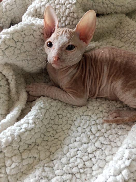 Продаются котята сфинкс