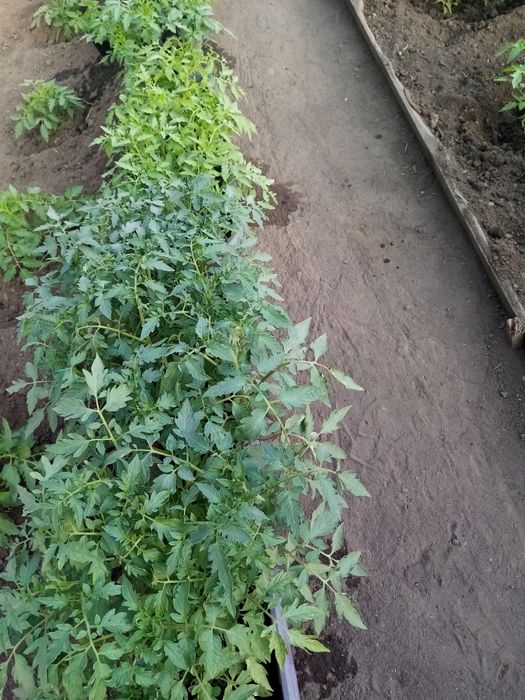 Продам рассаду помидор дёшево