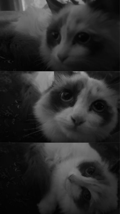 Котёнок 5 месяцев в добрые руки