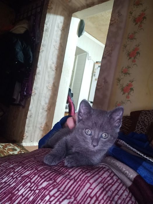 Отдам кошечку,2 месяца