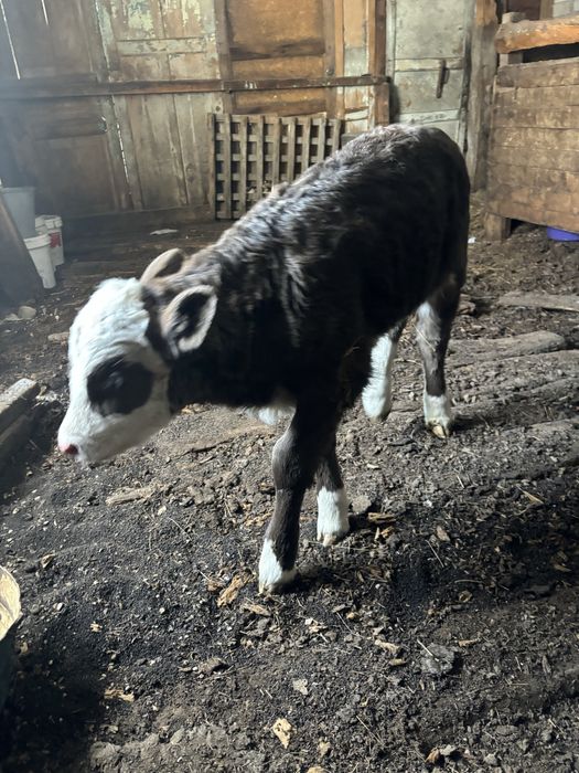 Продам двухнедельного теленка