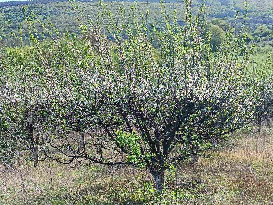 Продава се Земеделски имот в Мездра -  кв.м за 2040 €/дка - Снимка #1