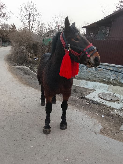Vând mânz de un an jumate