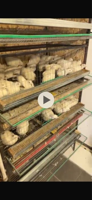 Бөдене сатылады 80 штук