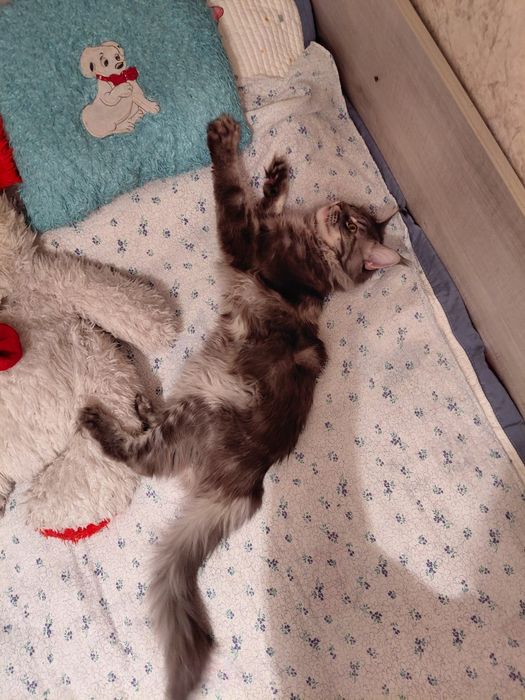 Вязка мальчик Мейн кун