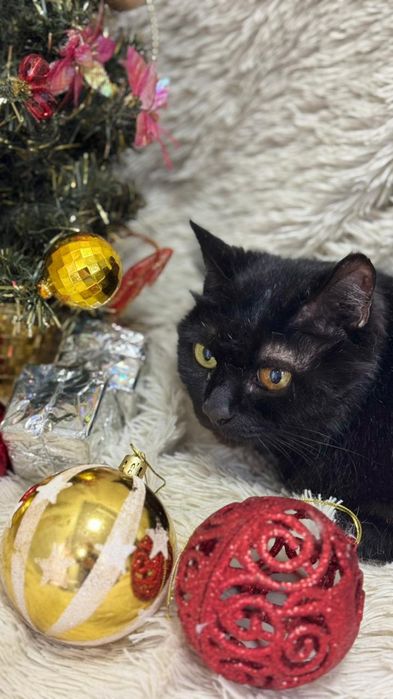 Отдаю кошку даром