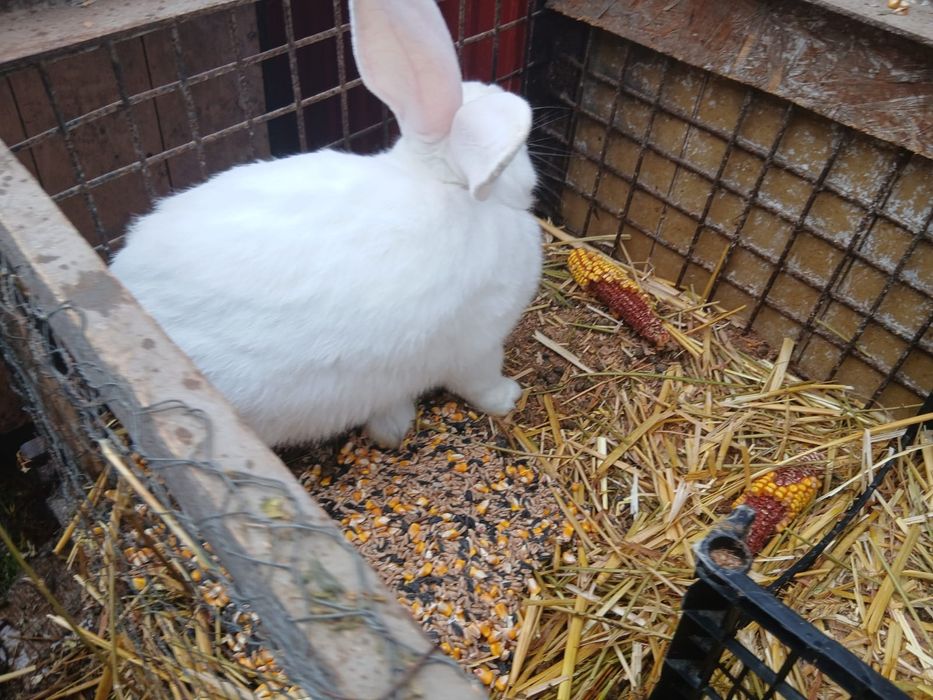 O pereche Urias german rasa pura și un mascul pe alb curcit