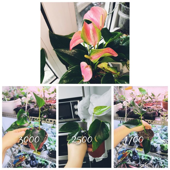 Мужское счастье антуриум сортовые