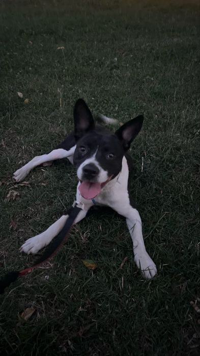 Catelusa spre adoptie responsabila