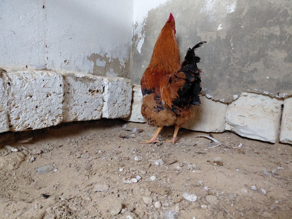 Атештер сатылады