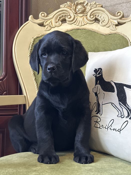 Щенки лабрадора, питомник