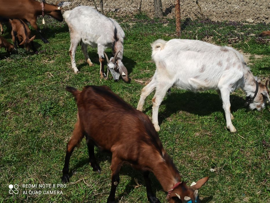 Vând capre alpin francez