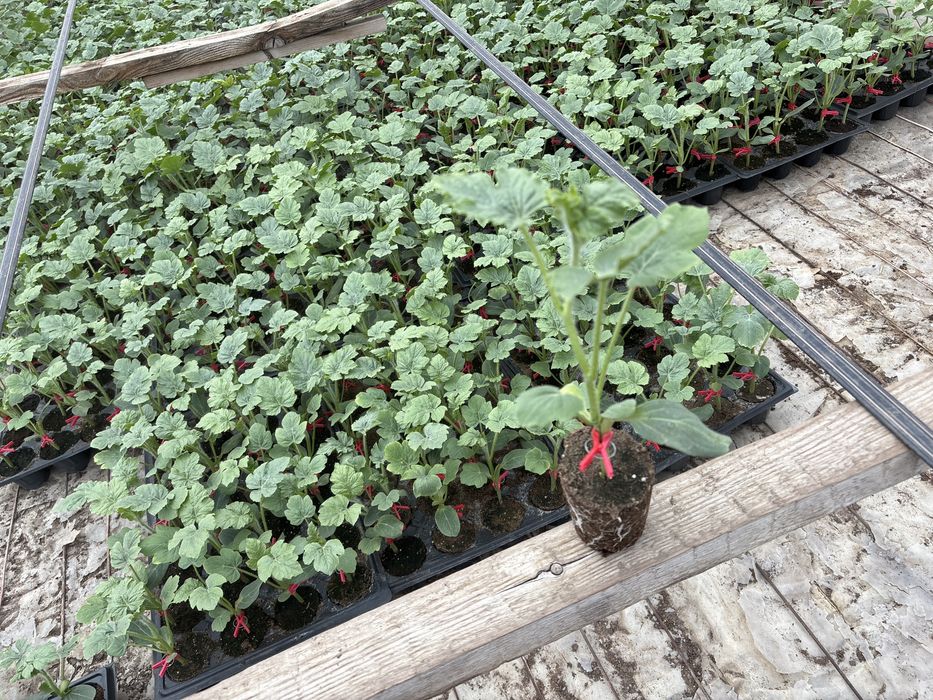 Vand  rasad lubenite altoite soiul Lucitana