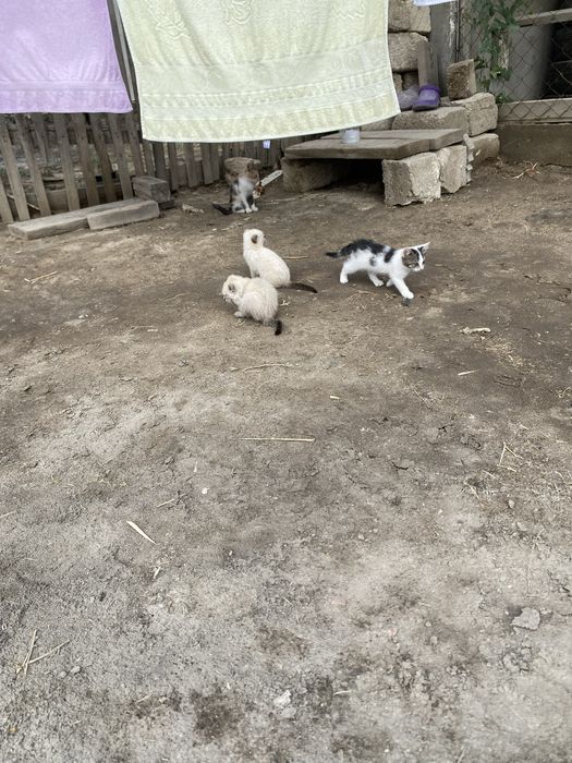 Отдам котят в добрые руки — БЕСПЛАТНО!