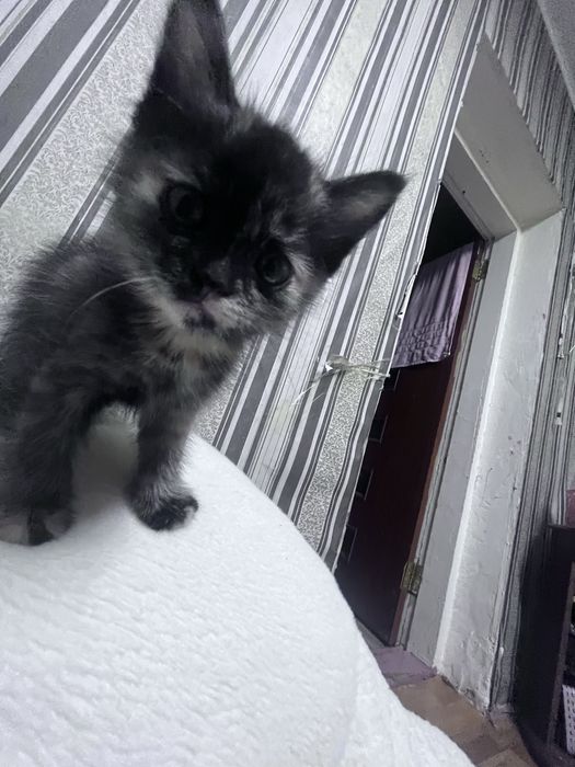 Котята  2 месяца