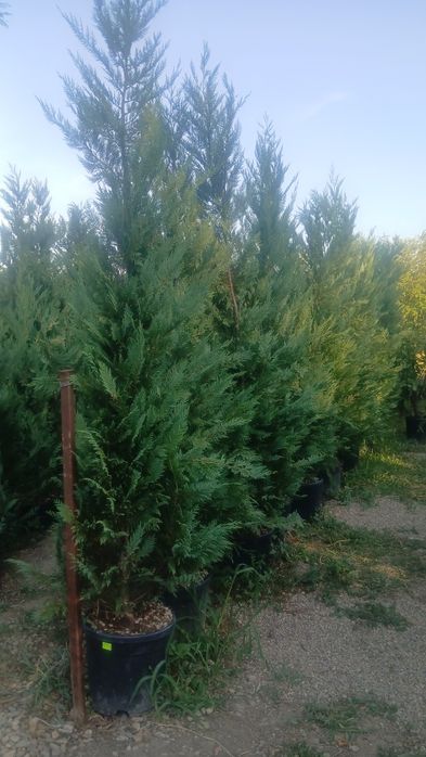 Leylandii 2m 3m gard viu