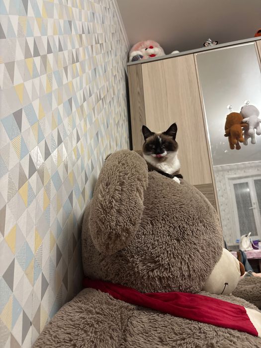 Отдам взрослую кошку в хорошие руки