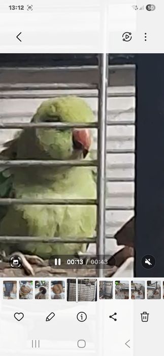 Papagal pui de  micul alexander  am si colivie