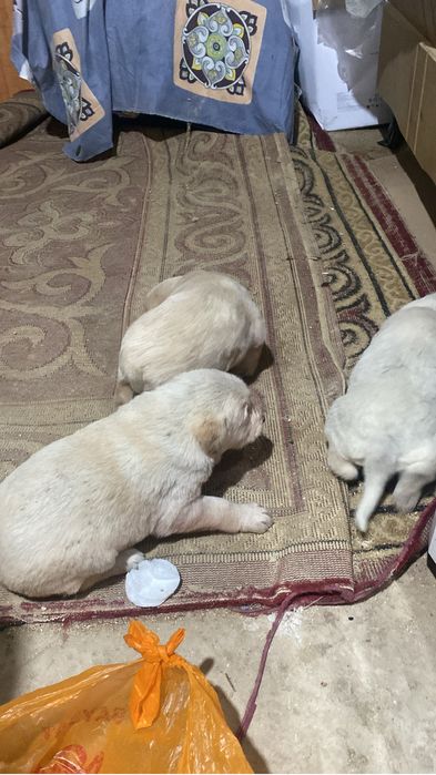 Продаётся щенок….