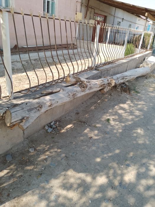 Агаш ак терек 6.5 метр