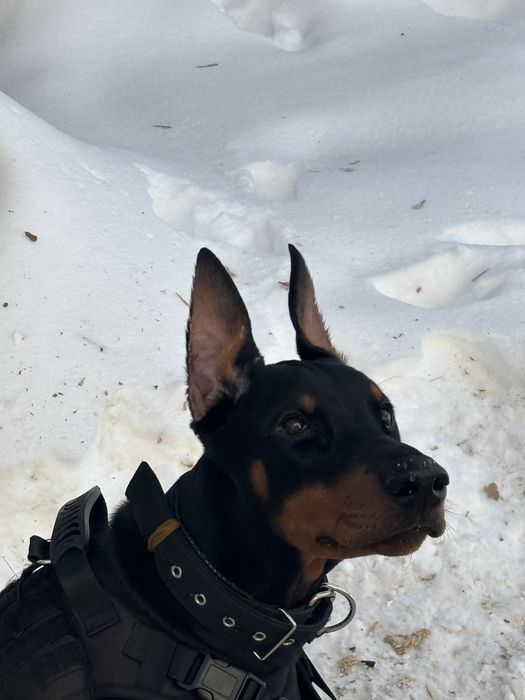 Продам добермана