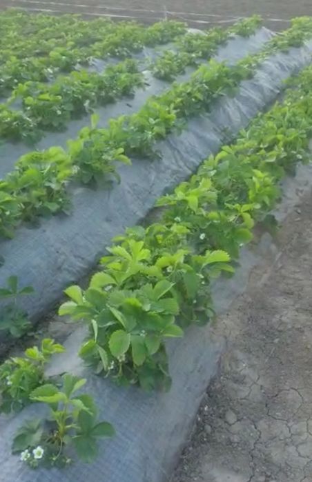 Stoloni/răsad căpșuni