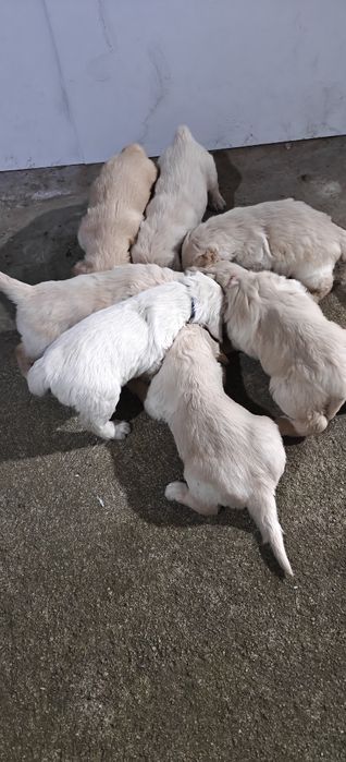 Голдън ретривър/Golden retriever