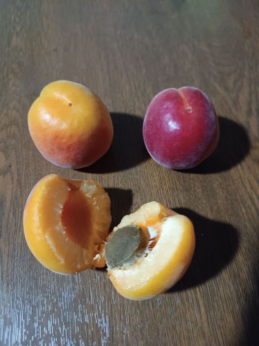 Урик олма гилос шофтоли нок барча турдаги мевали кучатлар бор